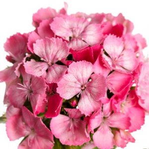 Dianthus Barbienne Pink