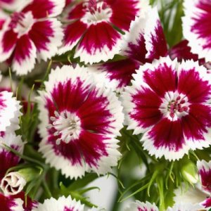 Dianthus Barbienne Red White