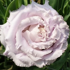 Lisianthus Alissa 1 Lavender