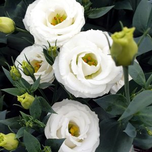 Lisianthus Rosita 4 Pure White