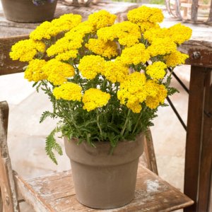 Achillea millefolium Little Moonshine