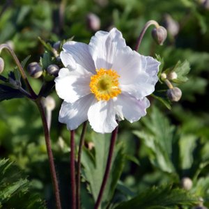 Anemone Ruffled Swan