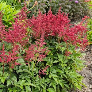 Astilbe Lara