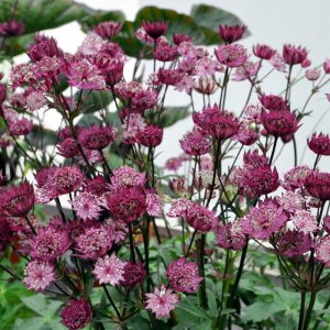 Astrantia