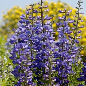 baptisia