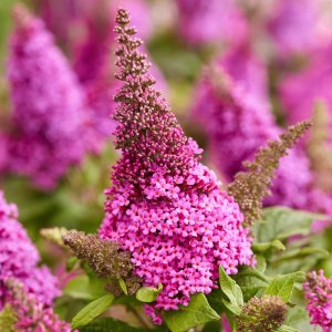 Buddleja davidii Butterfly Candy logo