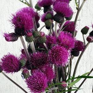 Cirsium