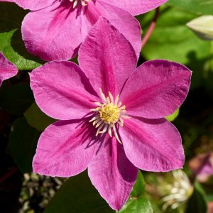 Clematis