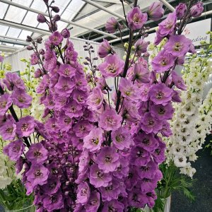 Delphinium elatum