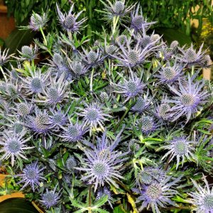 eryngium cut