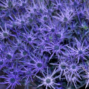 eryngium pot