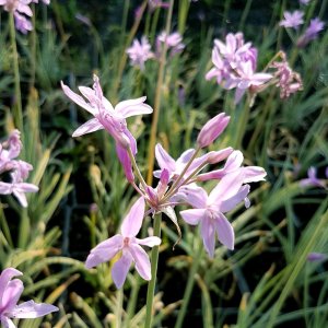 Tulbaghia violacea