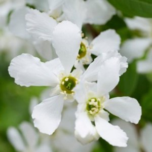 Exochorda racemosa