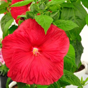 Hibiscus moscheutos