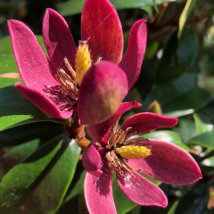 Magnolia Stellar Ruby