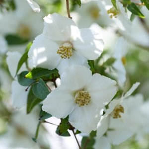 Philadelphus