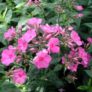 Phlox