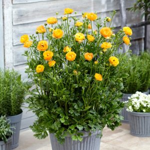 Ranunculus Rococo