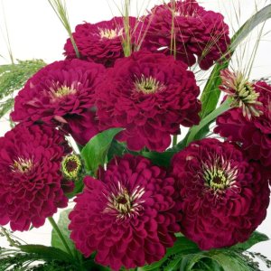 Zinnia Benary's Giant