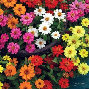 Zinnia Belize Double Mix