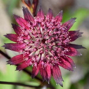 Astrantia major Sparkling Stars Red