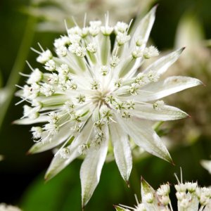 Astrantia major Sparkling Stars White