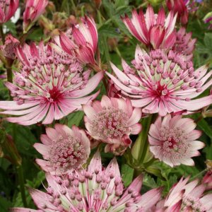 Astrantia major Sparkling Stars Pink