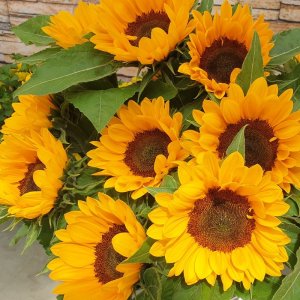 Helianthus Vincents Choice Summer