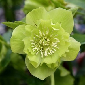 Helleborus Double Ellen Green