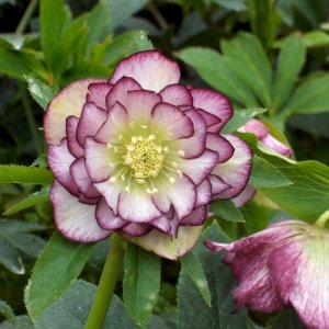 Helleborus Double Ellen Picotee