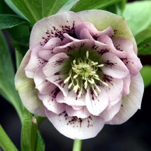 Helleborus Double Ellen Pink Spotted