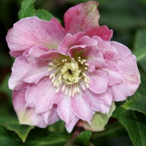 Helleborus Double Ellen Pink