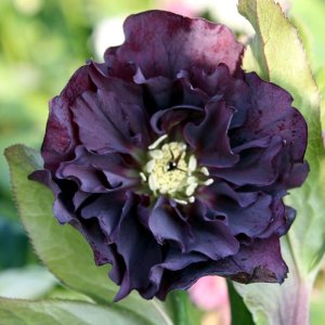 Helleborus Double Ellen Purple