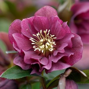 Helleborus Double Ellen Red