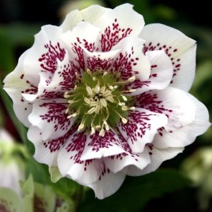 Helleborus Double Ellen White Spotted