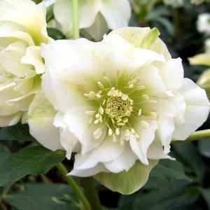 Helleborus Double Ellen White