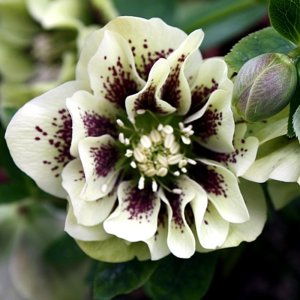 Helleborus Double Ellen Yellow Spotted