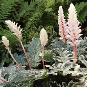 Acanthus hybrida Whitewater