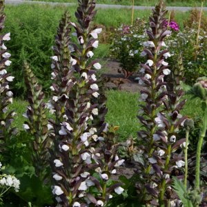 Acanthus mollis spinosus Morning Candles