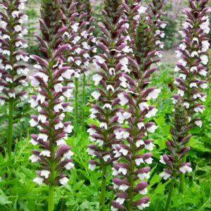 Acanthus hungaricus White Lips