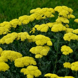 Achillea Sassy Summer Silver