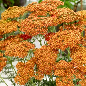 Achillea Sassy Summer Sunset