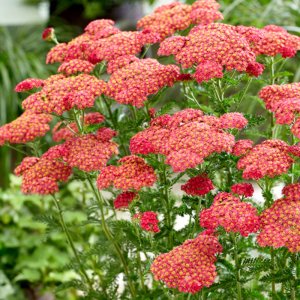 Achillea Sassy Summer Taffy