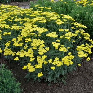 Achillea Sassy Summer Lemon