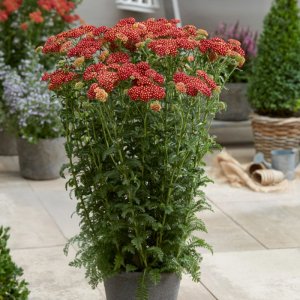 Achillea Strawberry Seduction