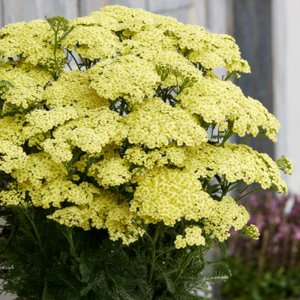 Achillea Sunny Seduction