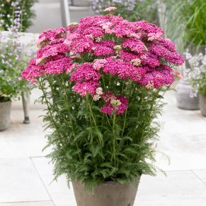 Achillea Saucy Seduction