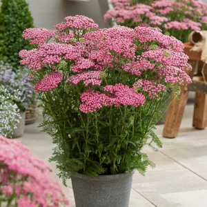 Achillea Tutti Frutti Pink Grapefruit