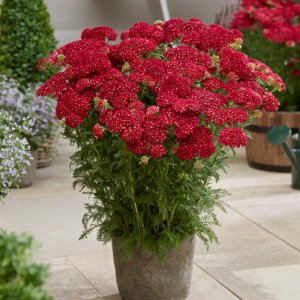 Achillea Tutti Frutti Pomegranate