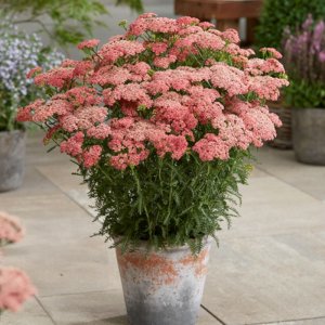 Achillea Tutti Frutti Apricot Delight